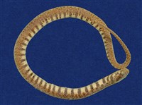 藏品(赤腹游蛇)的圖片